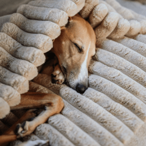 Alternative view of Legowisko Norka