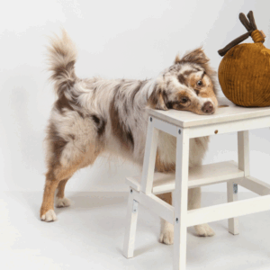 Alternative view of Zabawka węchowa Cebula