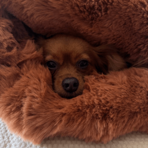 Alternative view of Koc dla psa Bubble