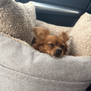 Alternative view of Fotelik do auta z funkcją torby i legowiska baranek Beza