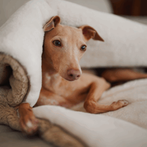 Alternative view of Śpiworek - koc dla psa Psykryjek