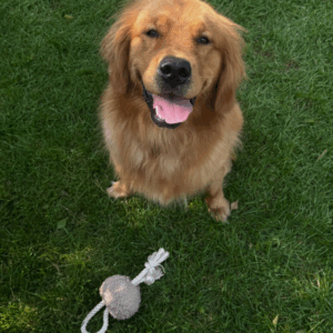 Alternative view of Zabawka do aportowania - szarpak