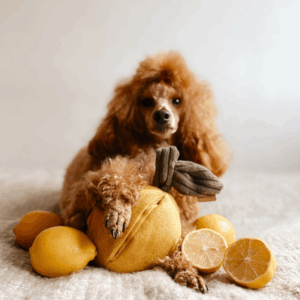 Alternative view of Zabawka węchowa Cytryna