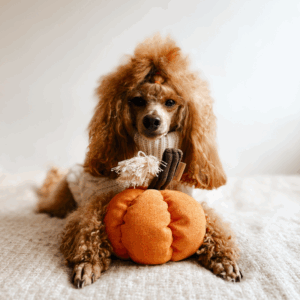 Alternative view of Zabawka z liną Dynia