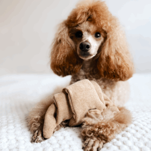 Alternative view of Zabawka węchowa Croissant