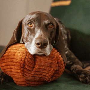 Alternative view of Zabawka węchowa Dynia