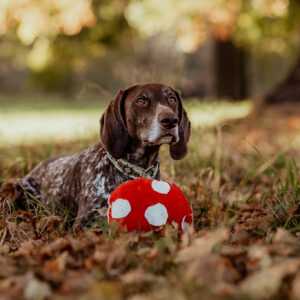 Alternative view of Zabawka węchowa Grzybek