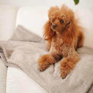 Alternative view of Mata zabezpieczająca kanapę