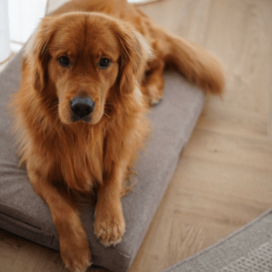 Alternative view of Legowisko materac ortopedyczny na wymiar