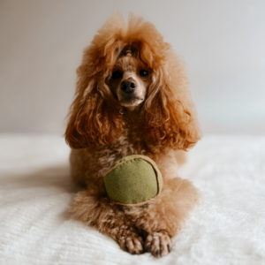 Alternative view of Tenisowa pluszowa piłka dla psa