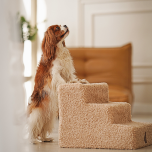 Alternative view of Schodki dla psa